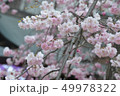 桜 49978322