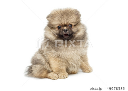 Little  black Pomeranian puppy 49978586