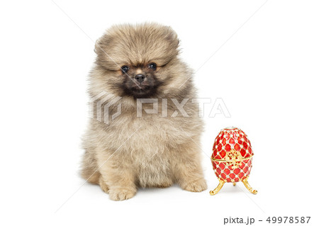 Spitz puppy and decorative egg Spitz puppy and decorative egg 49978587