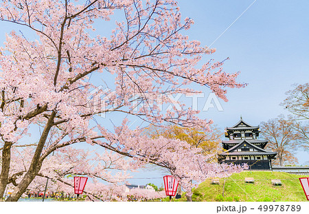 日本の春 新潟県上越市 高田城三重櫓と桜並木 49978789