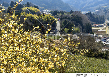 寄のロウバイ 49978865