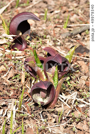 春の訪れを告げる座禅草 49979340