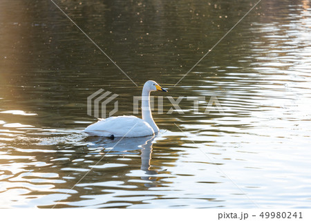 白鳥 羽田沼のハクチョウ 早朝の白鳥 白鳥の飛来地 栃木県 羽田沼公園 冬 白鳥 羽田沼のハクチョウ 早朝の白鳥 白鳥の飛来地 栃木県 羽田沼公園 冬 49980241