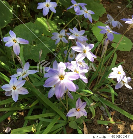 春の自然の美しき花々に癒されて 49980247