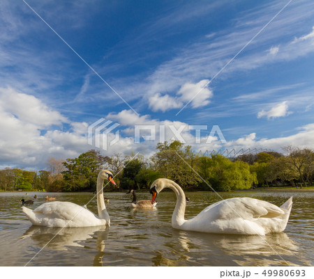Two swans in Leazes Park pond, Newcastle 49980693