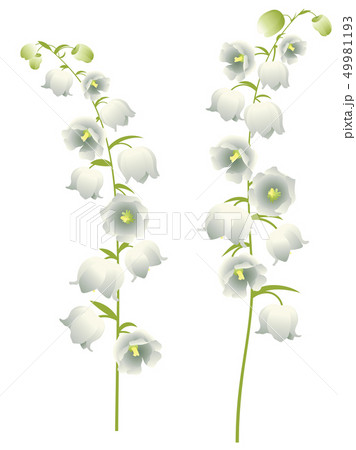 Lily of the Valley 49981193