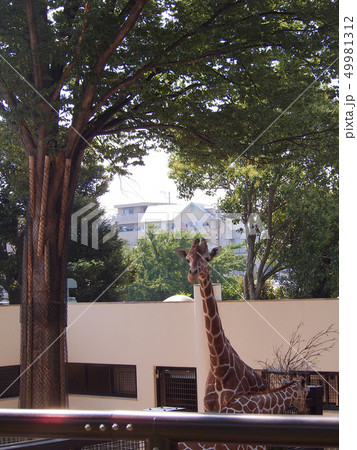 野毛山動物園 野毛山動物園 49981312