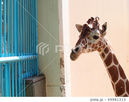 野毛山動物園 野毛山動物園 49981313