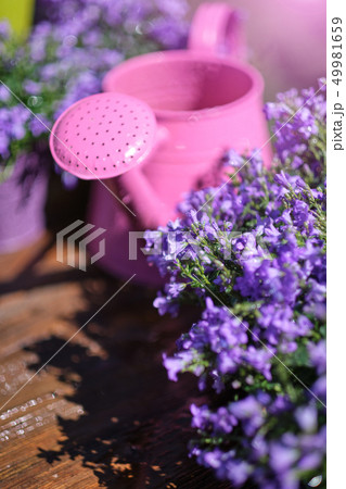 Gardening tools and spring flowers on the terrace 49981659