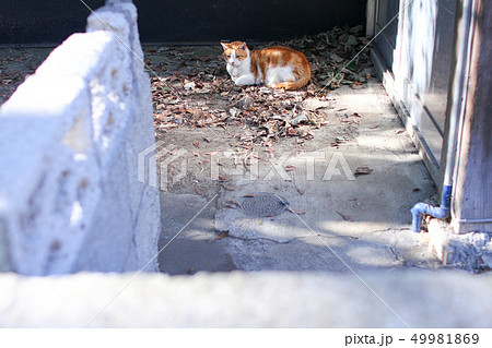 江ノ島の猫 49981869