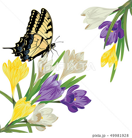 Colorful Crocus Flowers Colorful Crocus Flowers 49981928