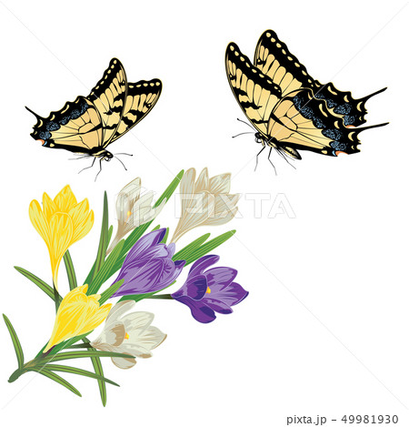 Colorful Crocus Flowers Colorful Crocus Flowers 49981930