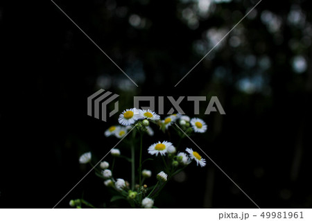 白い花のヒメジョオン 白い花のヒメジョオン 49981961