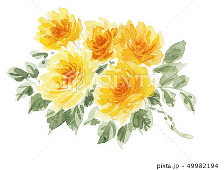 モッコウバラ19419pix7のイラスト素材 [49982194] - PIXTA