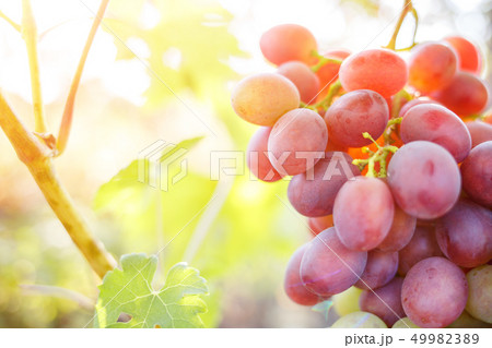 Ripe purple grapes on vines in sunbeams 49982389