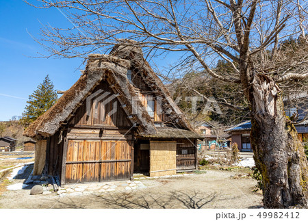 古木と茅葺き屋根 白川郷 古木と茅葺き屋根 白川郷 49982412