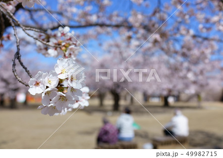 松代城跡:本丸のサクラ:花見 長野市松代町 松代城跡:本丸のサクラ:花見 長野市松代町 49982715