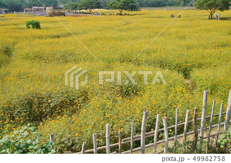 タイ王国ナコーンラーチャシーマー県のコスモス畑の風景 タイ王国ナコーンラーチャシーマー県のコスモス畑の風景 49982758