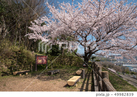 青佐山台場跡~春~ 青佐山台場跡~春~ 49982839