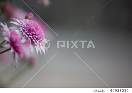 横浜公園 春の花 49983036