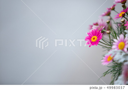 横浜公園 春の花 横浜公園 春の花 49983037