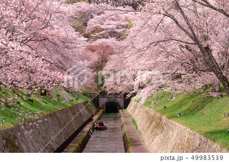 琵琶湖疎水沿いの満開の桜 49983539