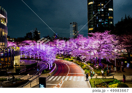 【東京都】夜桜 49983667
