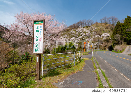 首切りトンネルの桜 首切りトンネルの桜 49983754