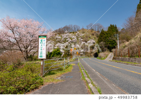 首切りトンネルの桜 首切りトンネルの桜 49983758