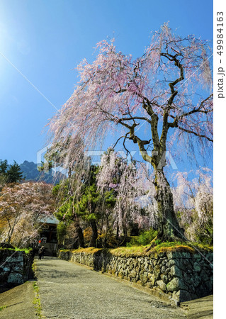 妙義神社のシダレザクラ３ 49984163