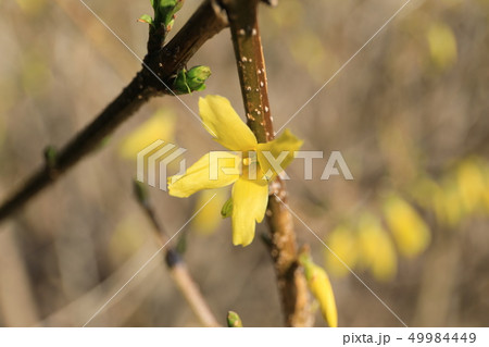 レンギョウ レンギョウ 49984449