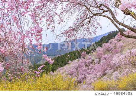 高見の郷　枝垂れ桜 49984508