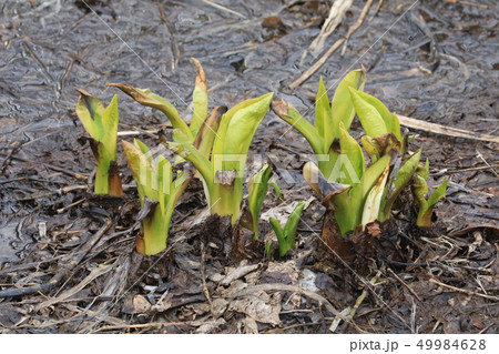 ミズバショウの咲く前 49984628