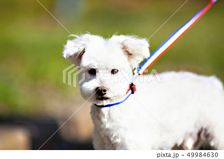 春の日差しとボロニーズ 春の日差しとボロニーズ 49984630