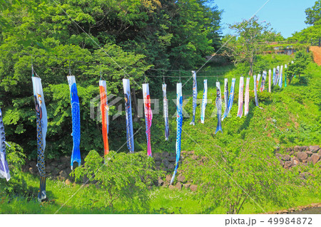 茅ケ崎里山公園のこいのぼり 49984872