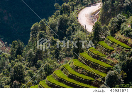 Rice fields at Northwest Vietnam 49985675