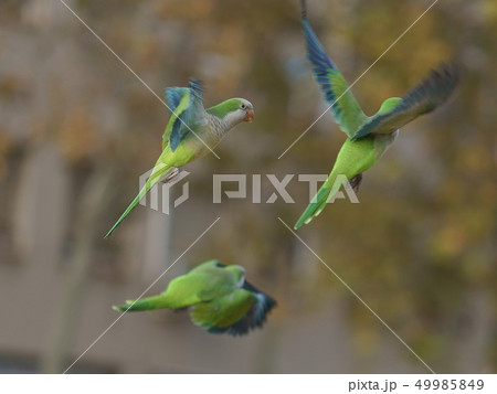 The flock of green parrots (Monk Parakeets) The flock of green parrots (Monk Parakeets) 49985849