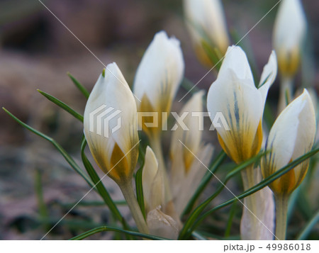 Image of beautiful spring white snowdrops 49986018