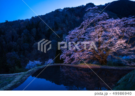 長野県 駒つなぎの桜 49986940