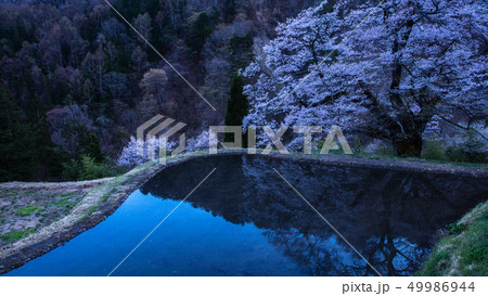 長野県 駒つなぎの桜 49986944