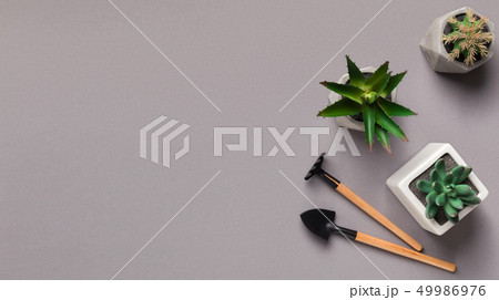 Mini succulent plants and gardening tools on grey background Mini succulent plants and gardening tools on grey background 49986976