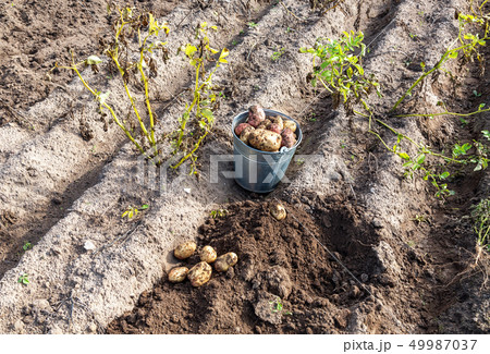 Potatoes of new harvest and shovel at the potatoes Potatoes of new harvest and shovel at the potatoes 49987037
