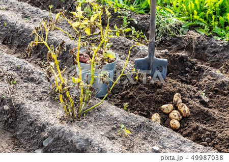 Potatoes of new harvest and shovel at the potatoes 49987038