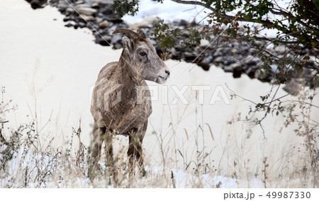 Rocky Mountain Ram Sheep Rocky Mountain Ram Sheep 49987330