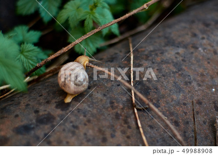 Snails in the yard after the rain on the grass. 49988908