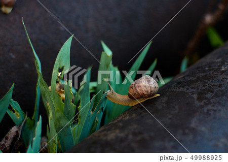Snails in the yard after the rain on the grass. 49988925