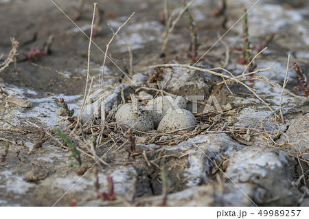 eggs in the nest in natural habitat 49989257