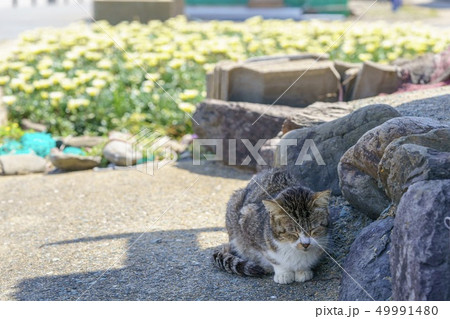 相島の猫 49991480
