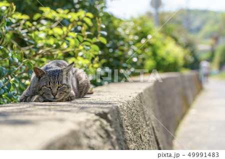 相島の猫 相島の猫 49991483