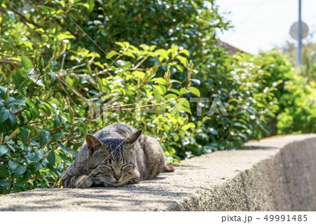 相島の猫 相島の猫 49991485